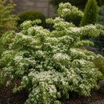 Drieň japonský (Cornus kousa) ´MILKY WAY´ – výška 100–120 cm, kont. C7L